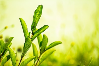 Vibrant green leaves on a plant are prominently displayed against a soft-focus background of yellow and light green, conveying a sense of growth and nature.
