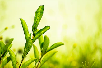 A vibrant recycling symbol surrounded by green leaves.