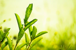 A gentle illustration of a smiling tooth surrounded by green leaves, symbolizing health and care.