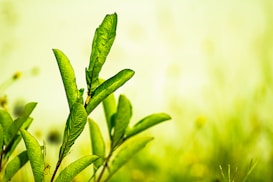 Vibrant green leaves on a plant are prominently displayed against a soft-focus background of yellow and light green, conveying a sense of growth and nature.