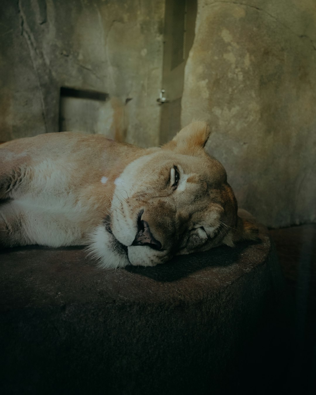 brown lioness lying on brown rock