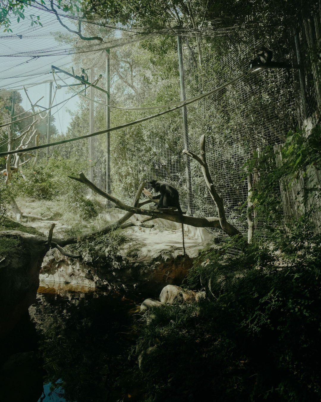 green trees and brown rocks