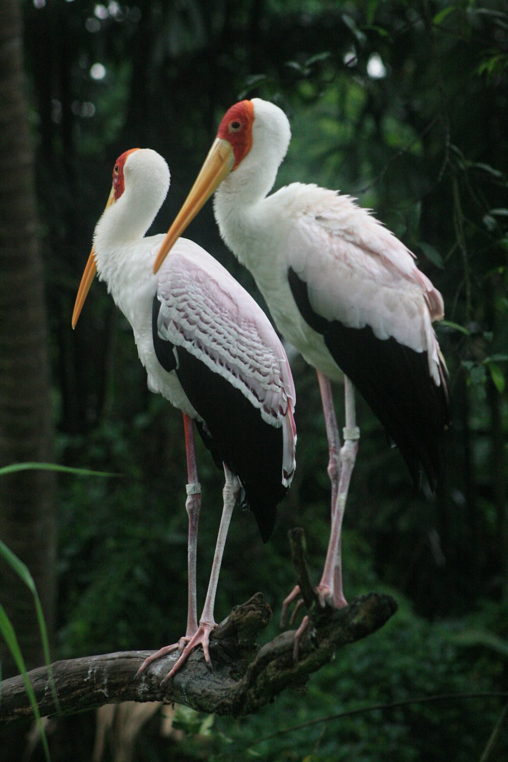 white stork on green grass during daytime