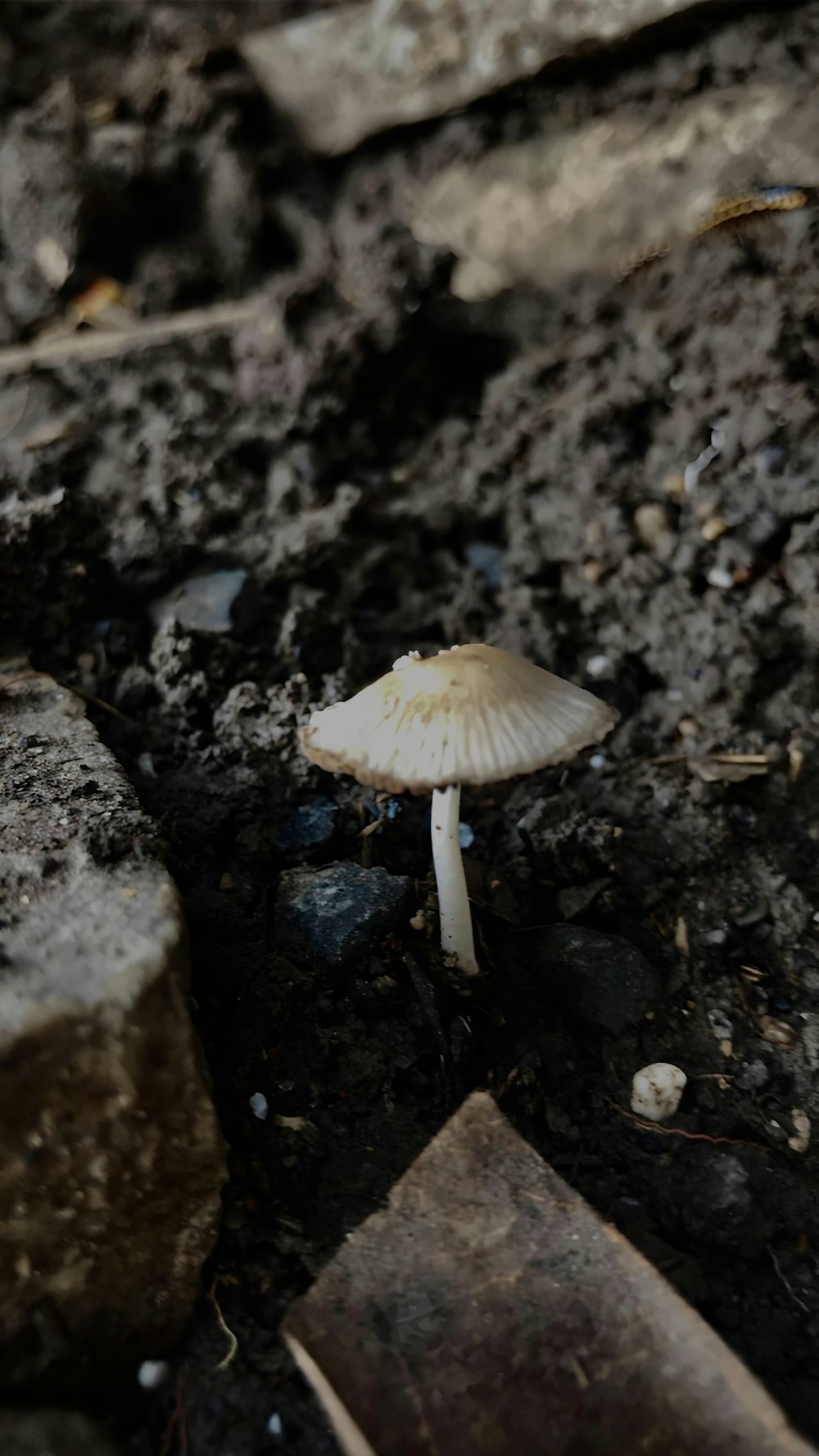 white mushroom on black soil