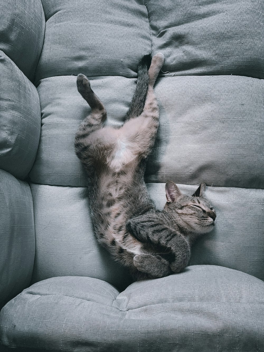 brown tabby cat lying on gray sofa