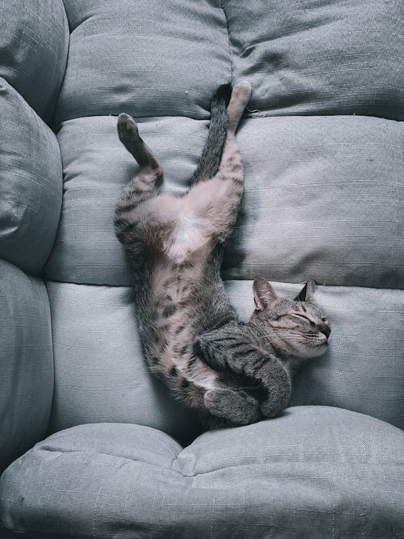 Cat relaxing comfortably