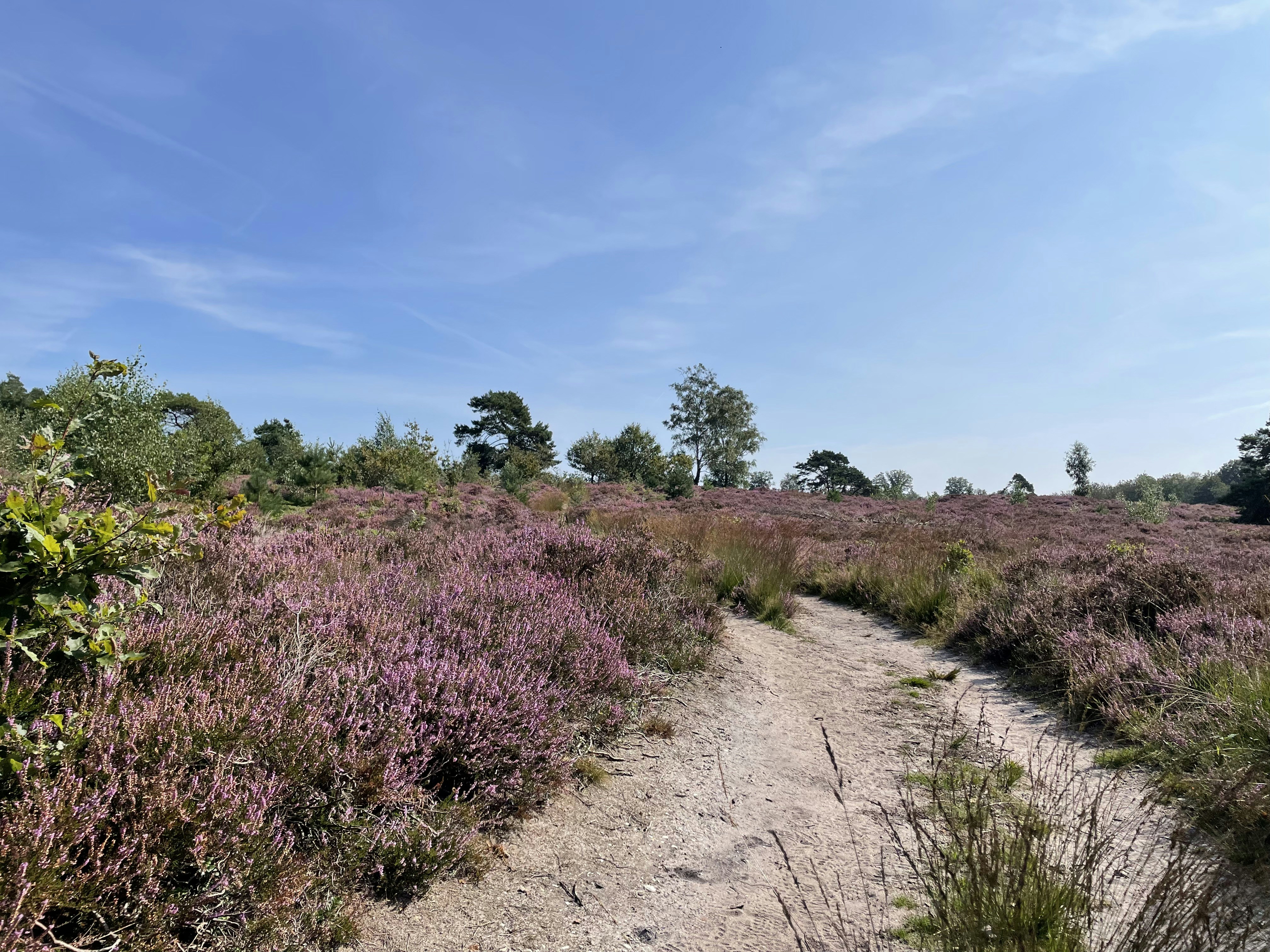 Photo by henkjurriens