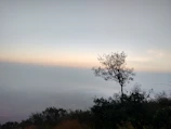 Minimalist landscape showing a lone tree against a pastel sunrise sky.