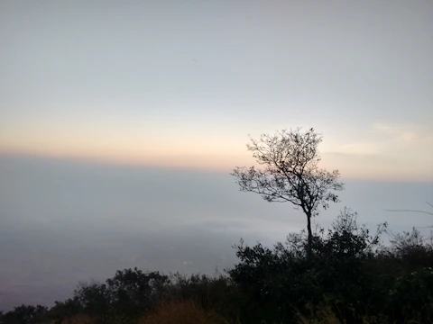 Minimalist landscape showing a lone tree against a pastel sunrise sky.