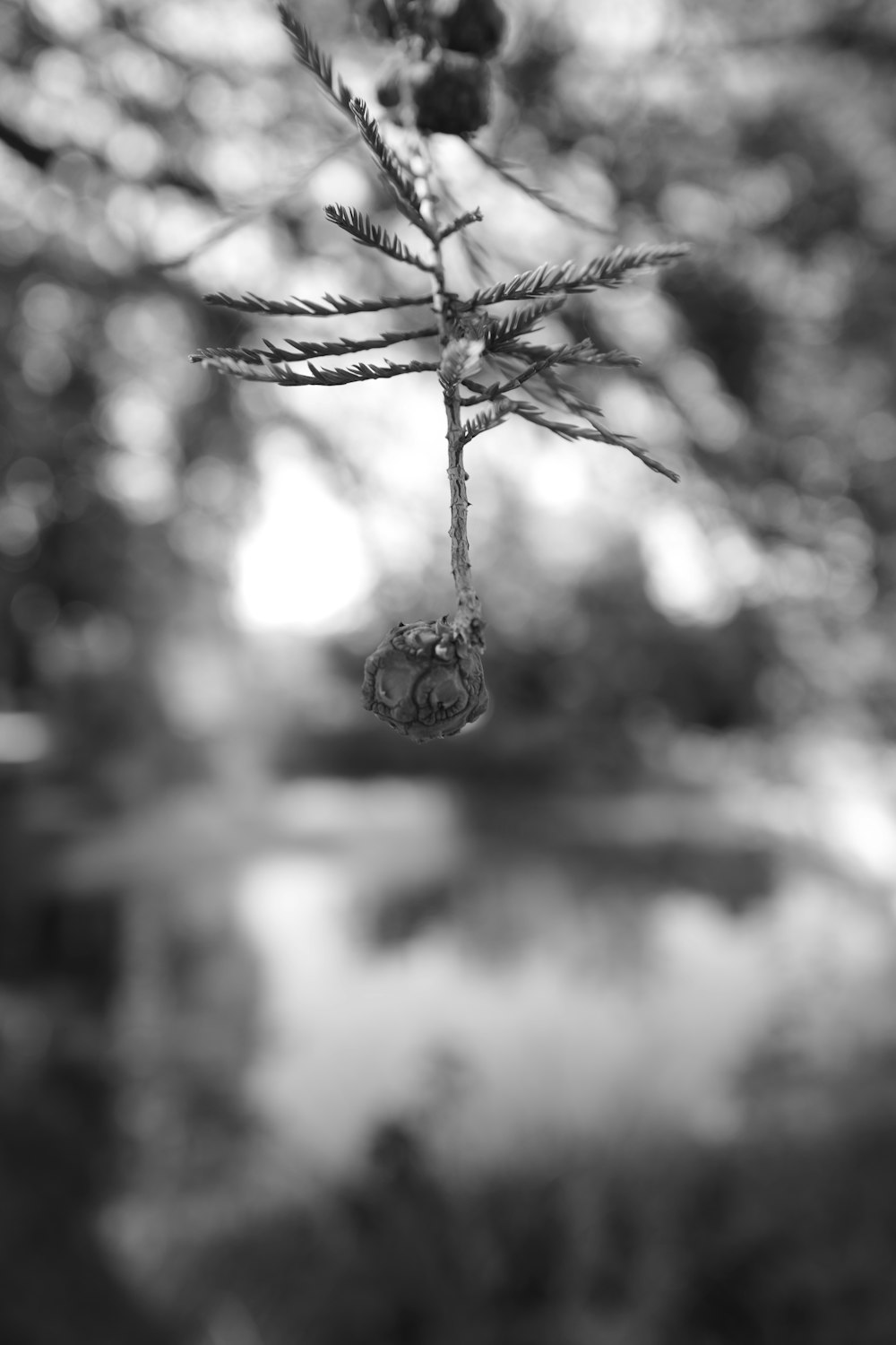 grayscale photo of flower with water droplets