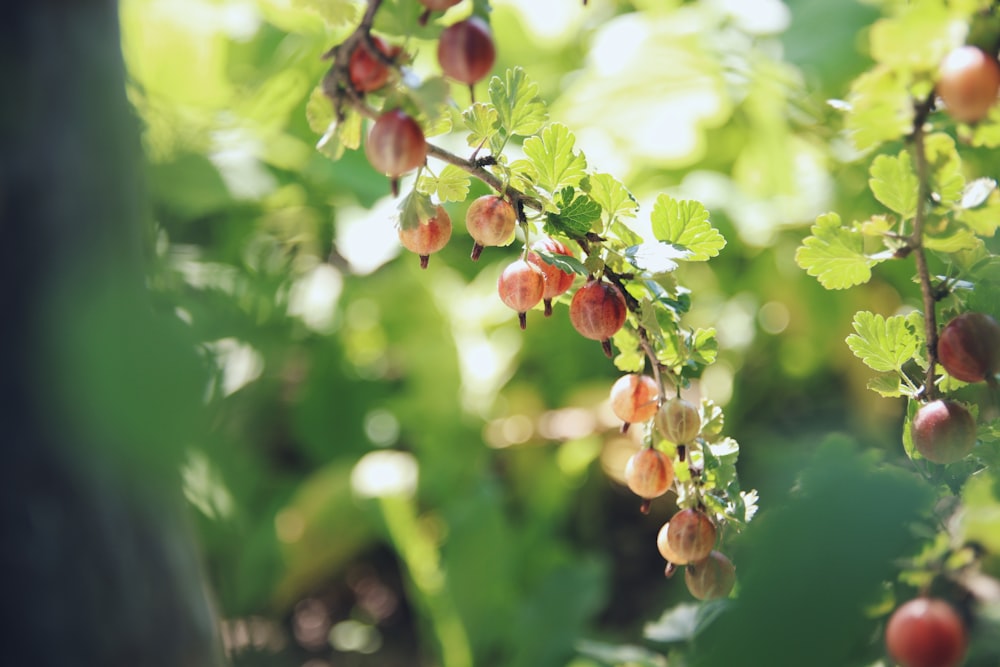 green and brown round fruits