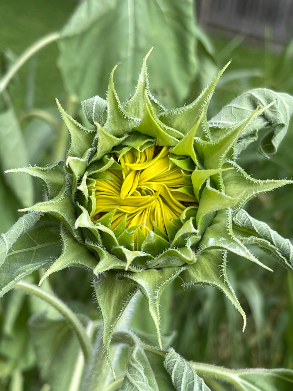 flor amarilla y verde en fotografía de primer plano