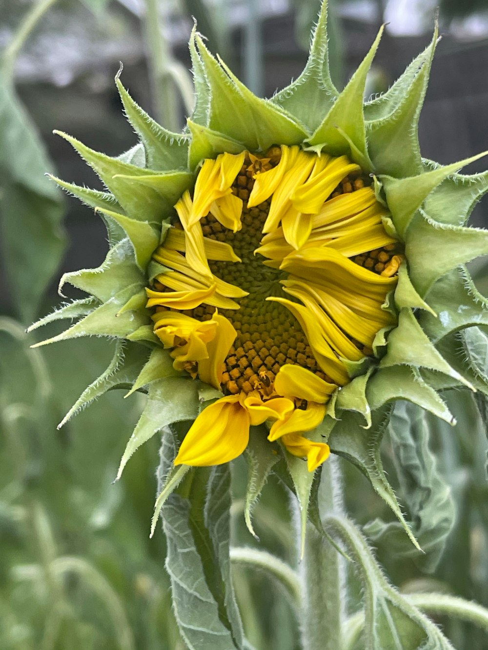 yellow sunflower in bloom during daytime