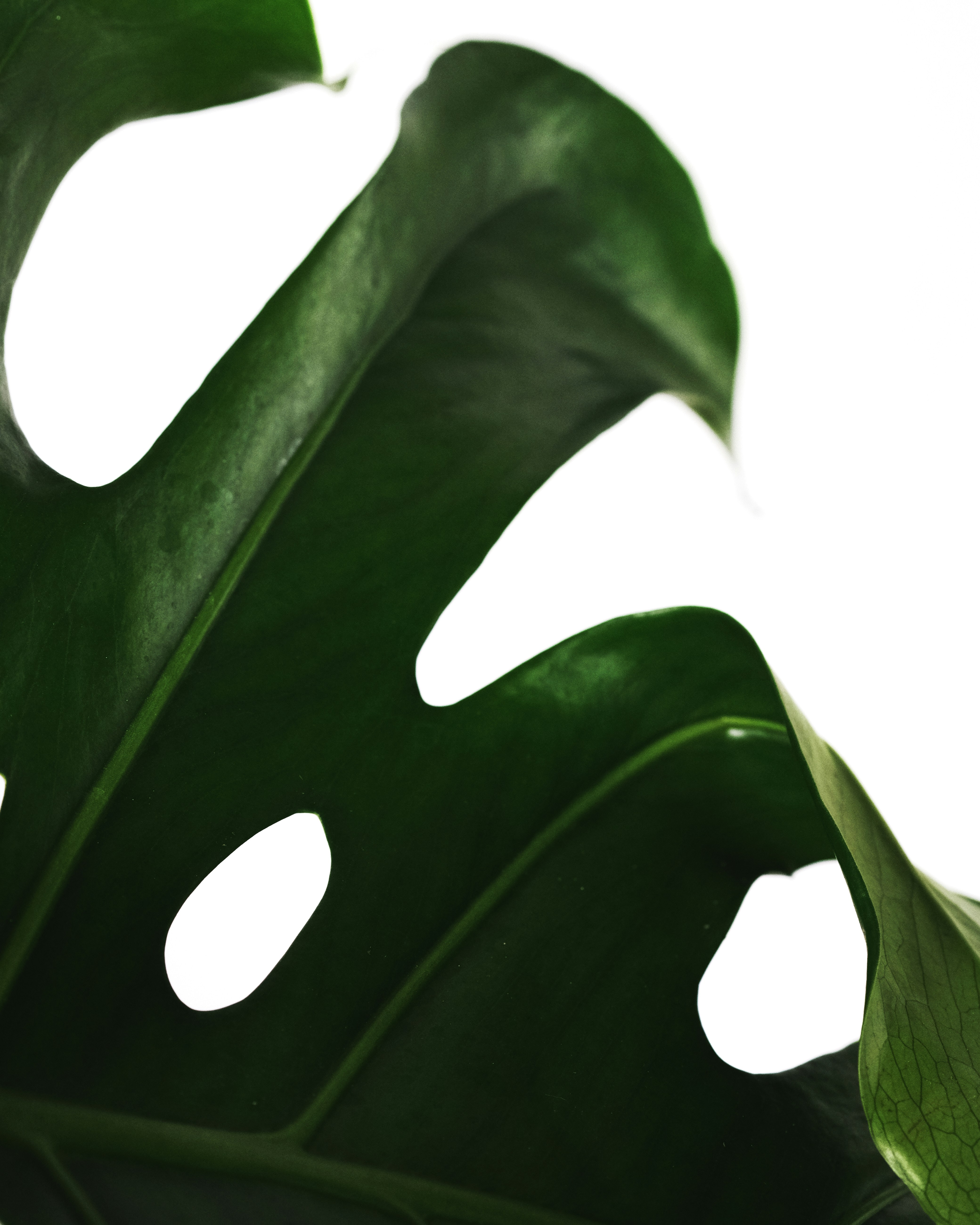 Photo by feeypflanzen