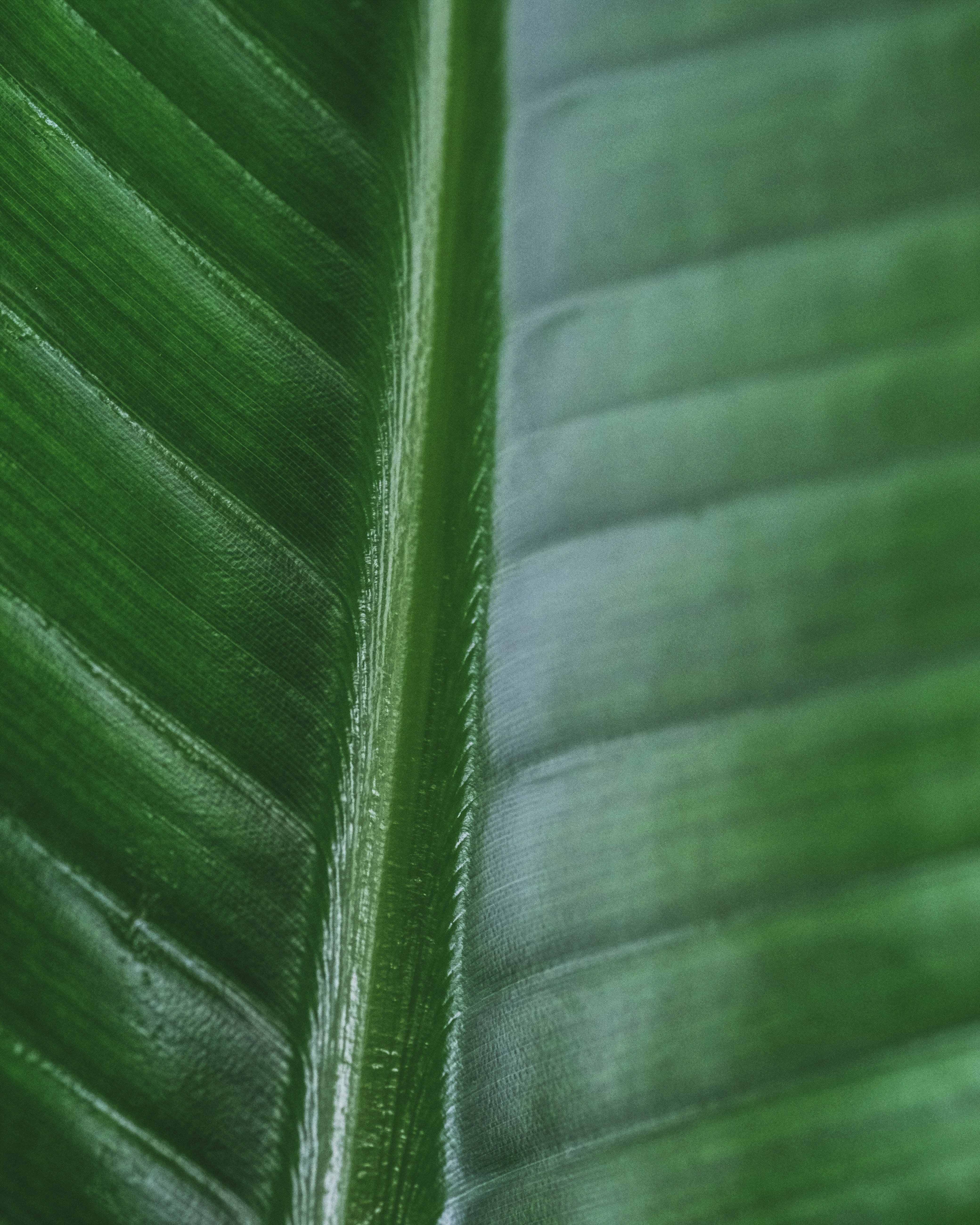 Photo by feeypflanzen