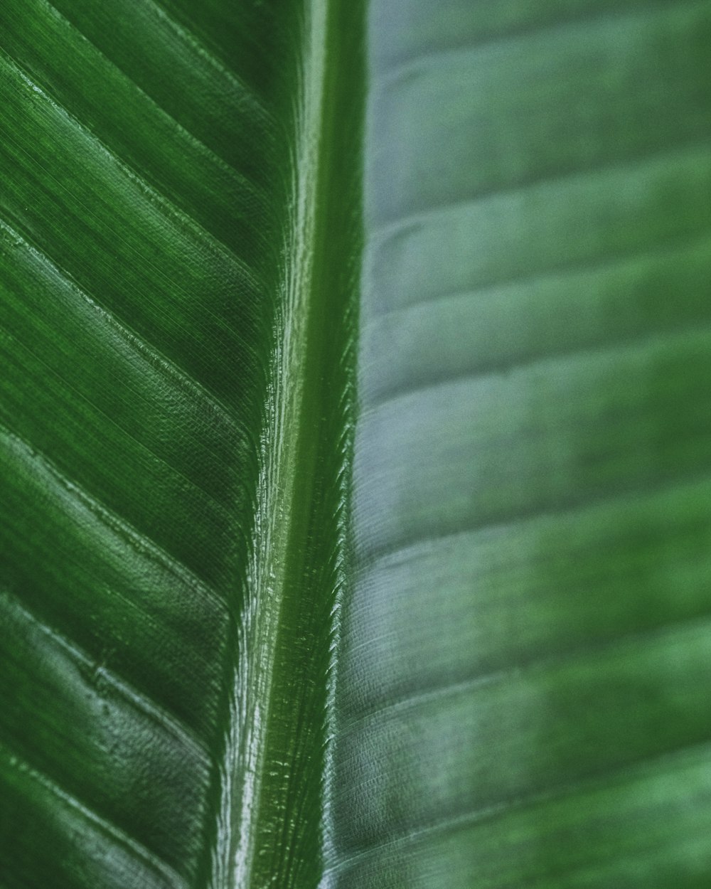 Hoja verde en la fotografía de primer plano