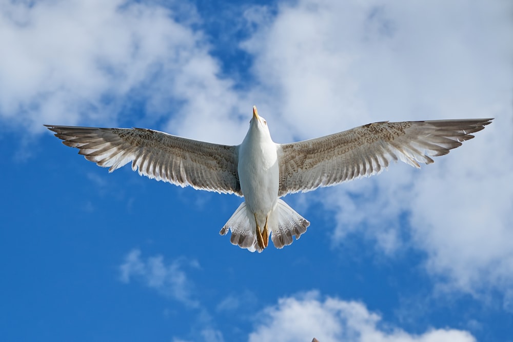 white gull flying under blue sky during daytime