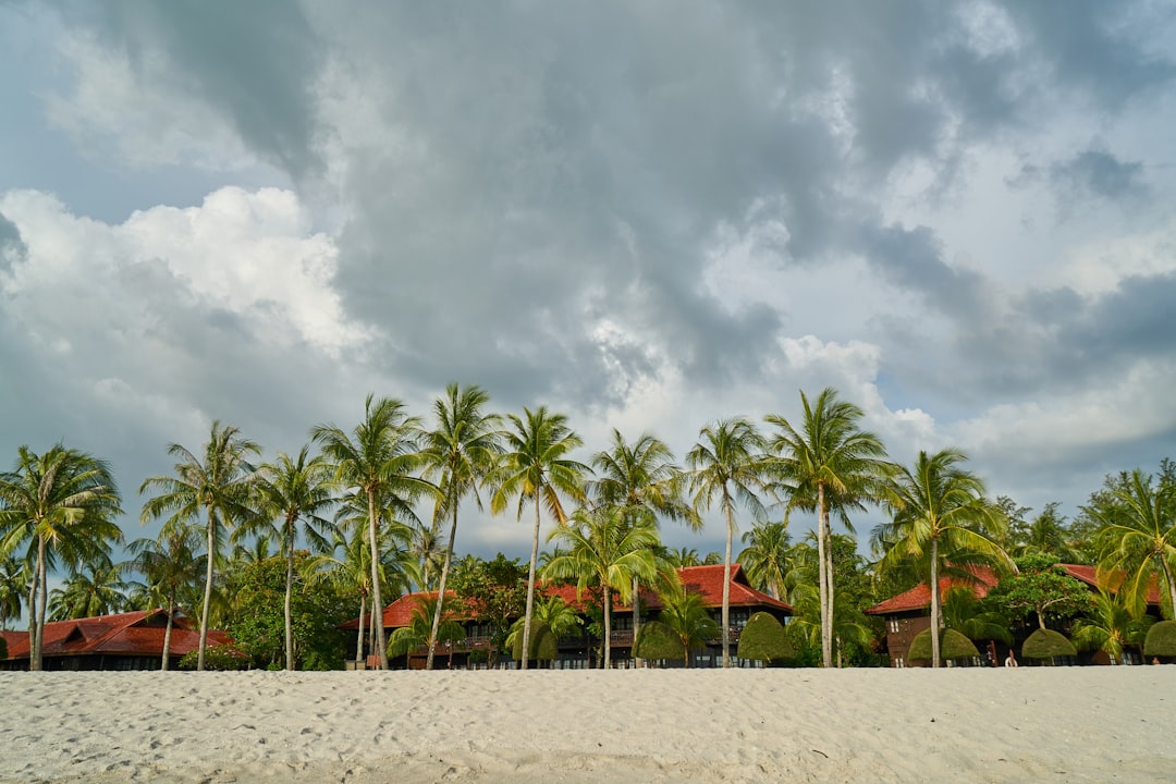 palm trees on white sand under cloudy sky during daytime
