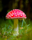 red and white mushroom in green grass
