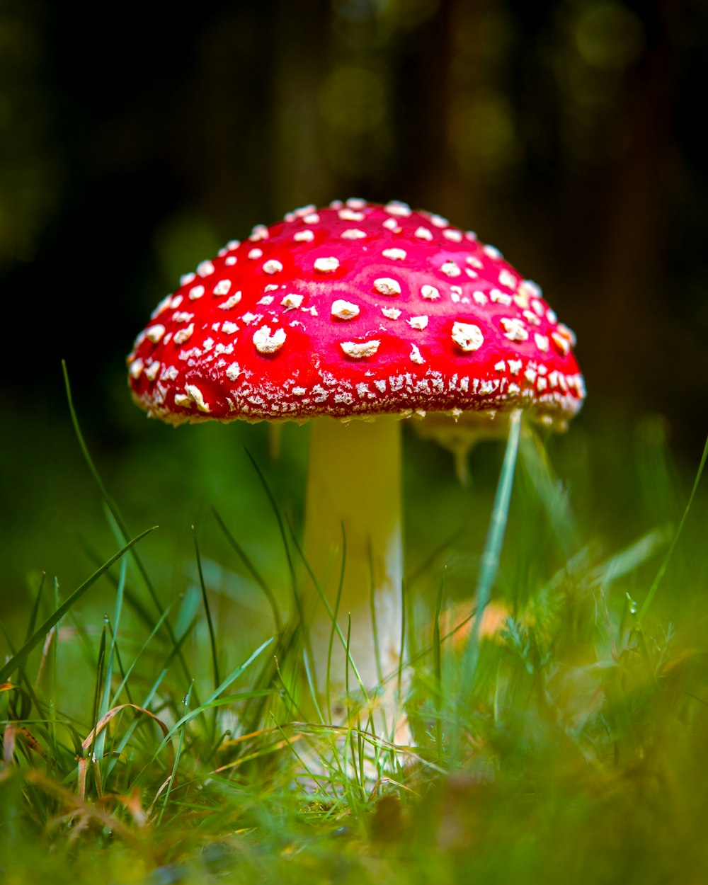 fungo rosso e bianco in erba verde