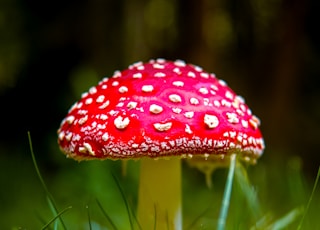 red and white mushroom in green grass