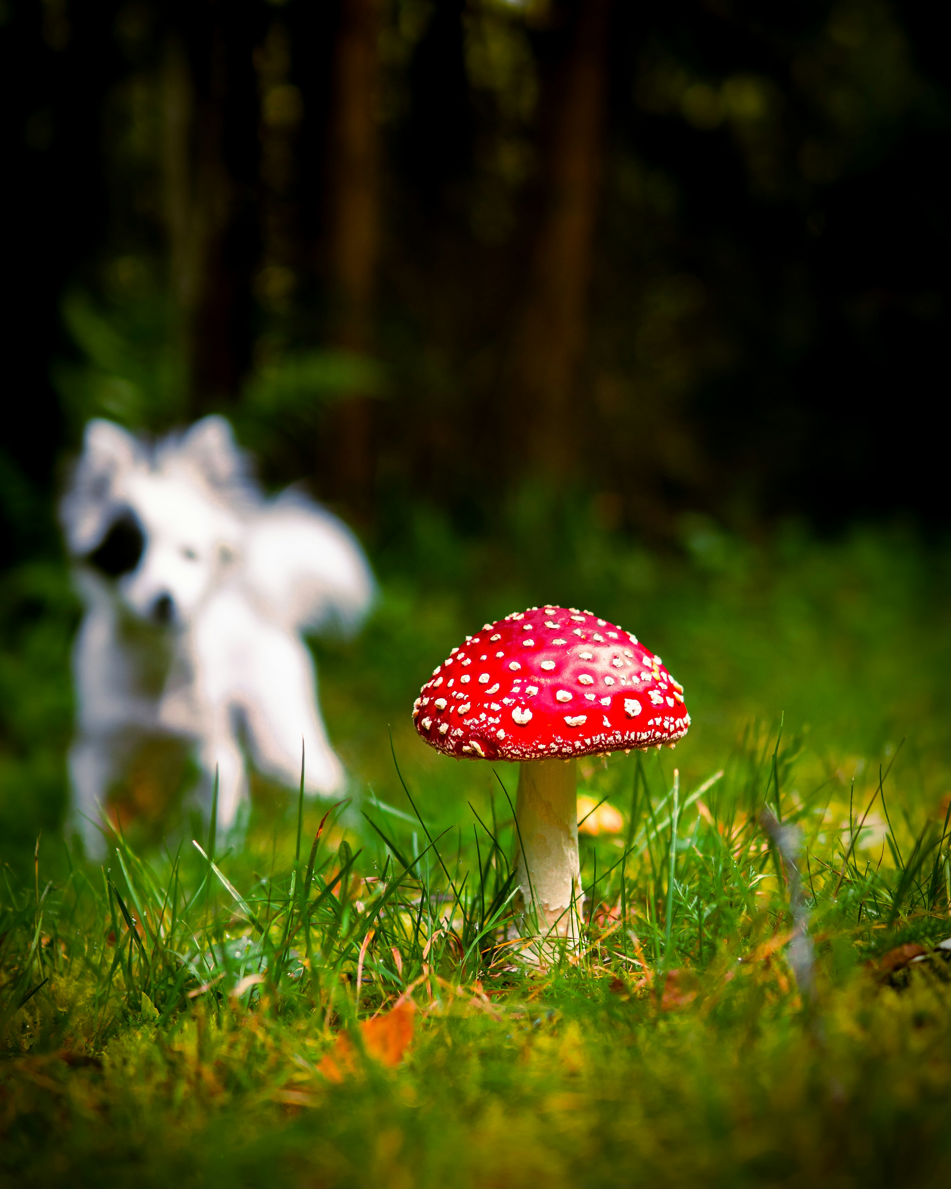 Cute dog looking at Fly Agaric