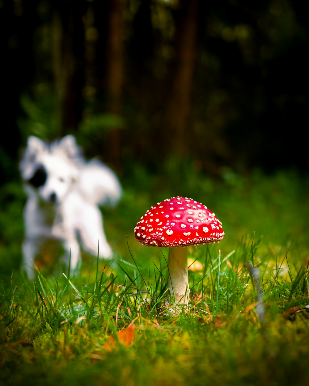 red and white mushroom on green grass during daytime