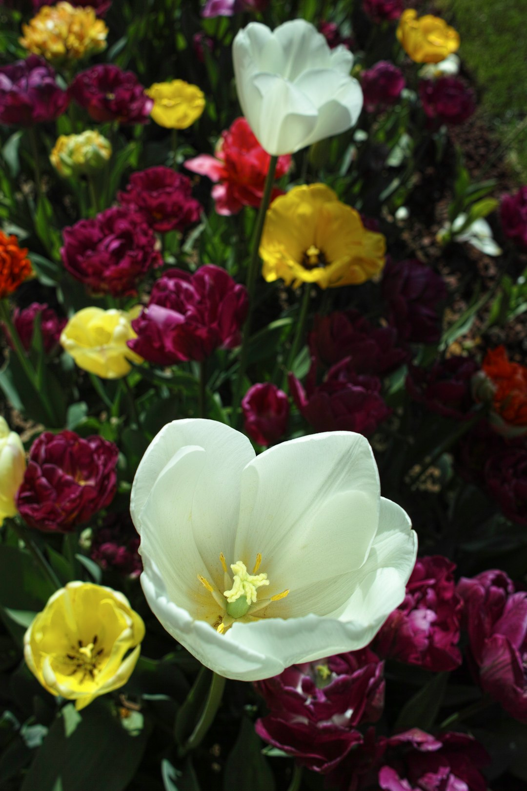 white and pink flowers with yellow buds