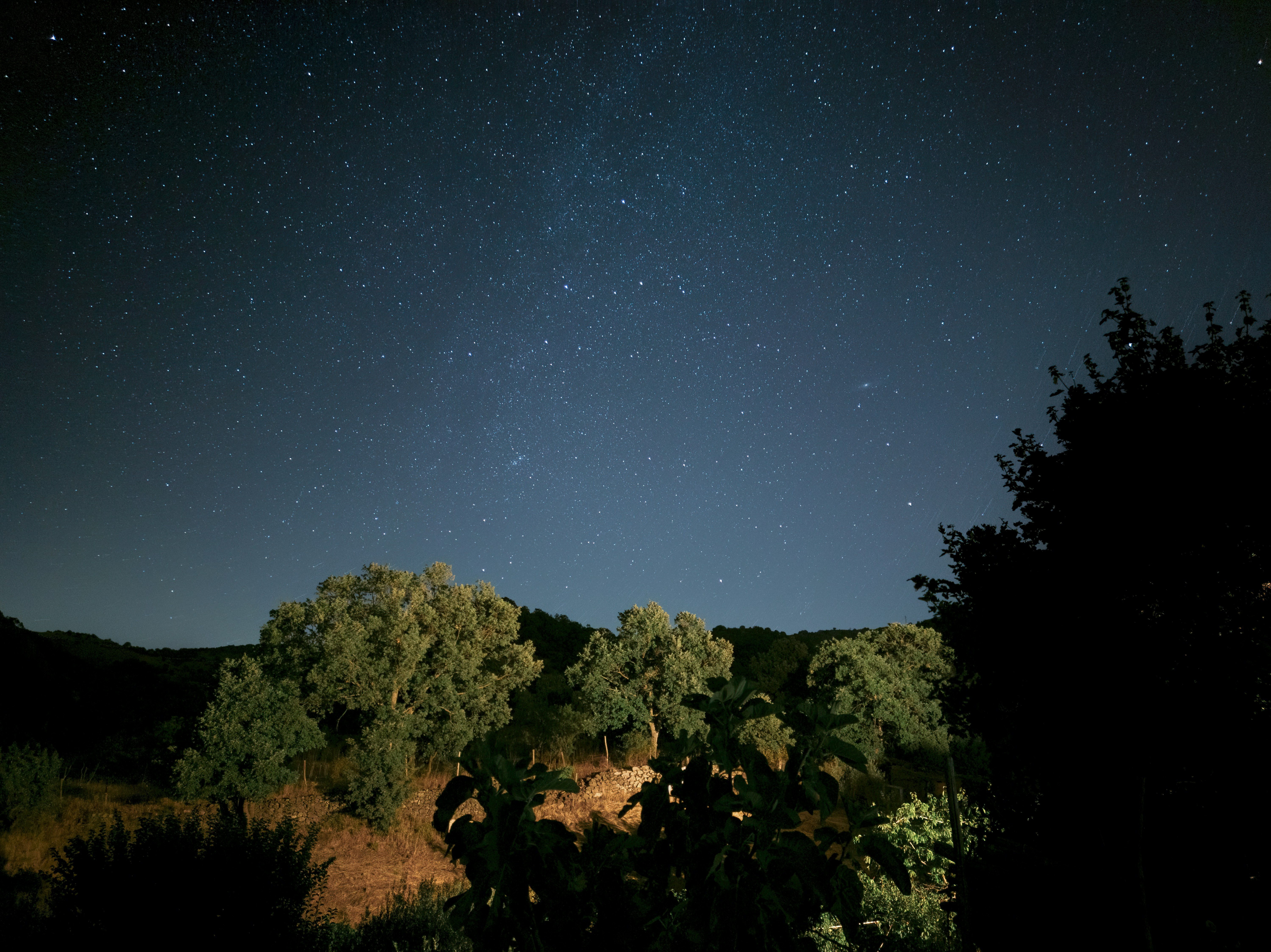 green trees under blue sky during night time