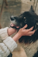 A person gently holds the face of a large, fluffy dog with dark fur, creating a warm and tender moment. The dog appears happy and relaxed, with its mouth slightly open, displaying a sense of trust and affection.