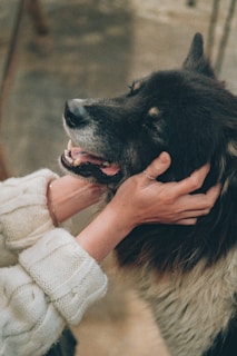 A gentle moment of an elderly Yorkie being petted by a caring hand, highlighting trust and warmth.