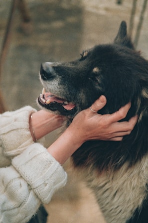 A person gently holds the face of a large, fluffy dog with dark fur, creating a warm and tender moment. The dog appears happy and relaxed, with its mouth slightly open, displaying a sense of trust and affection.