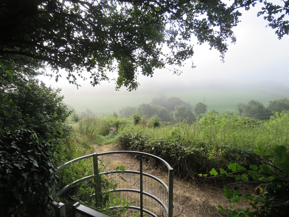 green grass field and trees during daytime