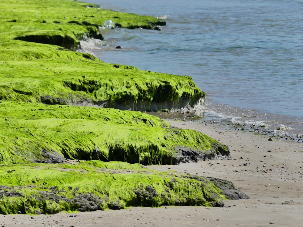 green moss on brown sand near sea during daytime