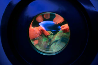 Underwater view of vibrant marine life around Portitxol's rocky seabed.