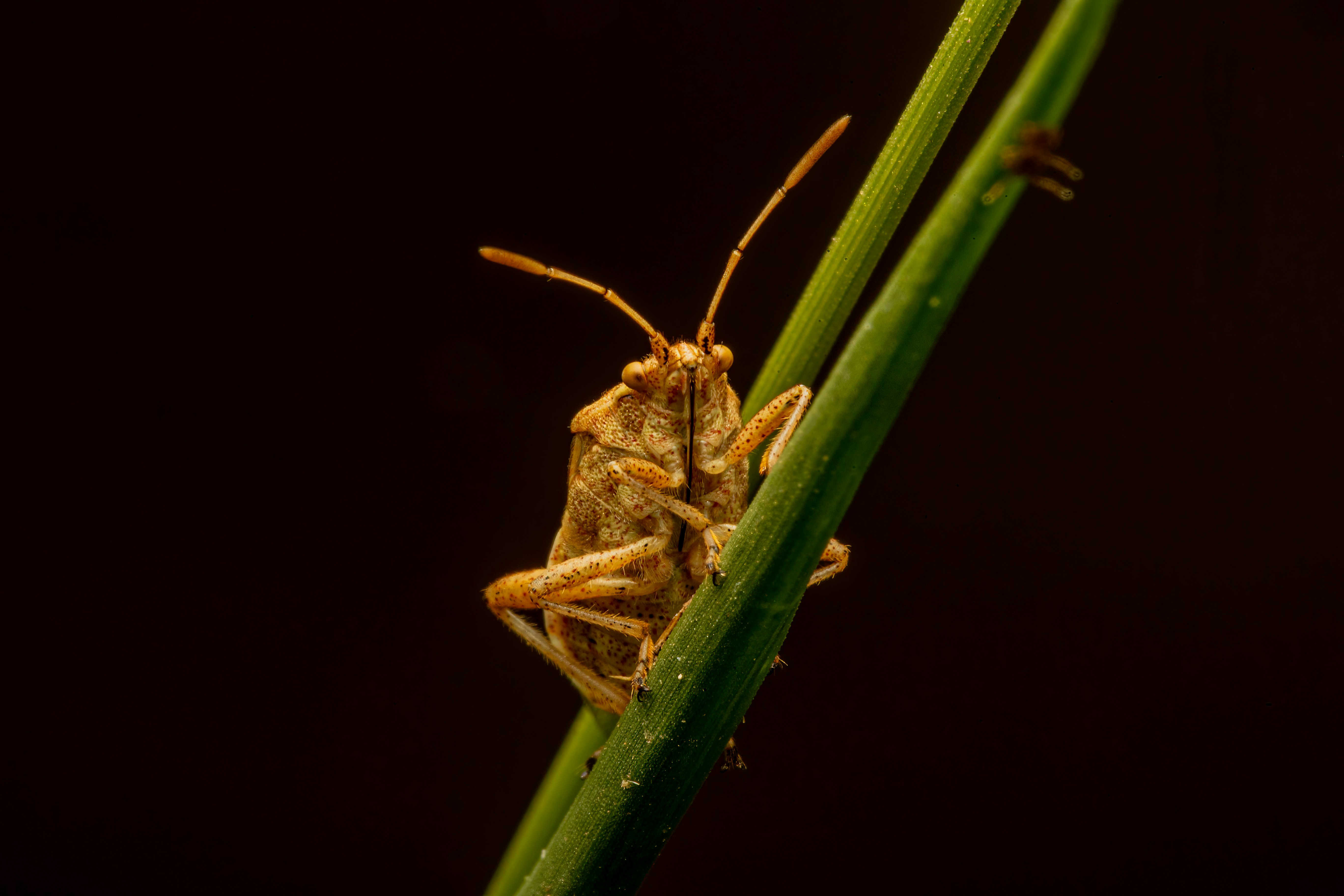 brown grasshopper on green plant