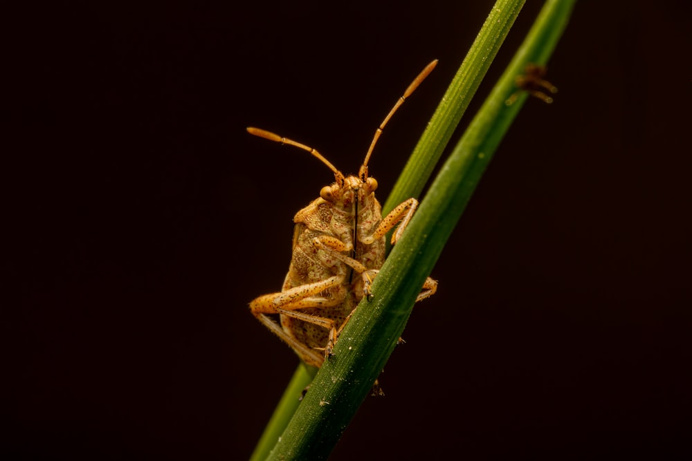 cavalletta marrone su pianta verde