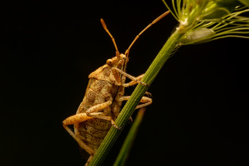 brown grasshopper perched on green leaf in close up photography