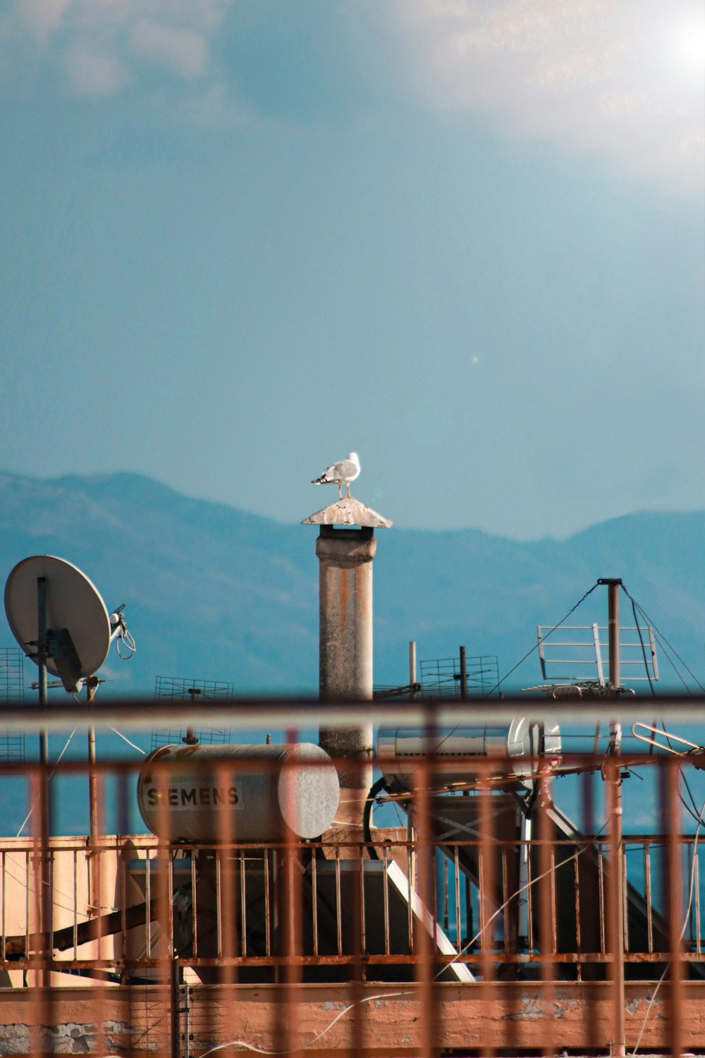 white bird on top of brown metal pipe during daytime