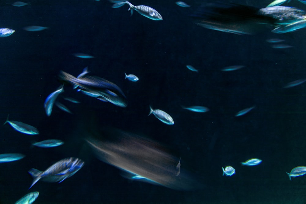 banc de poissons dans l’eau