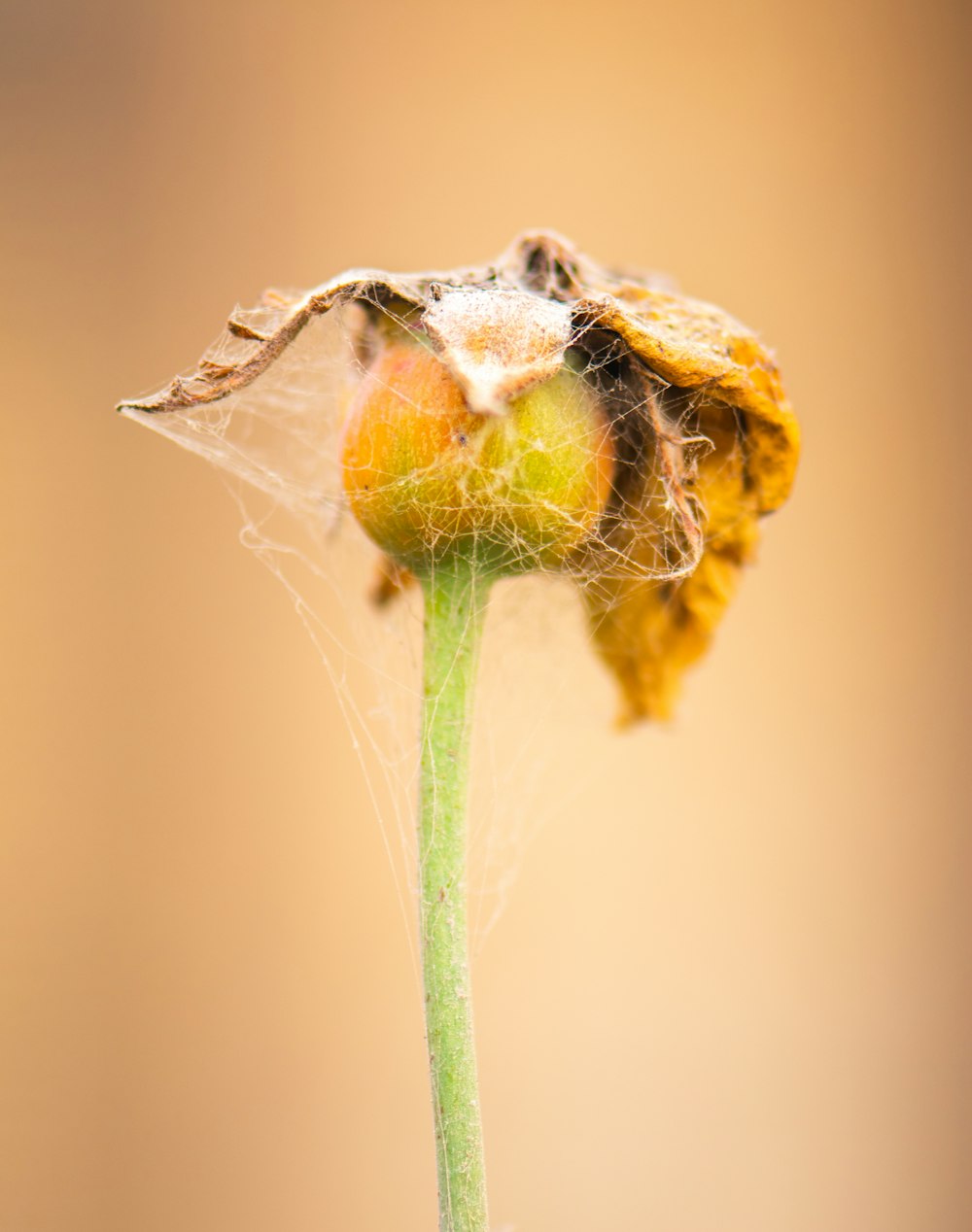 yellow flower bud in close up photography