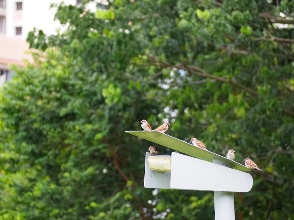 green and brown birds on white wooden stand during daytime