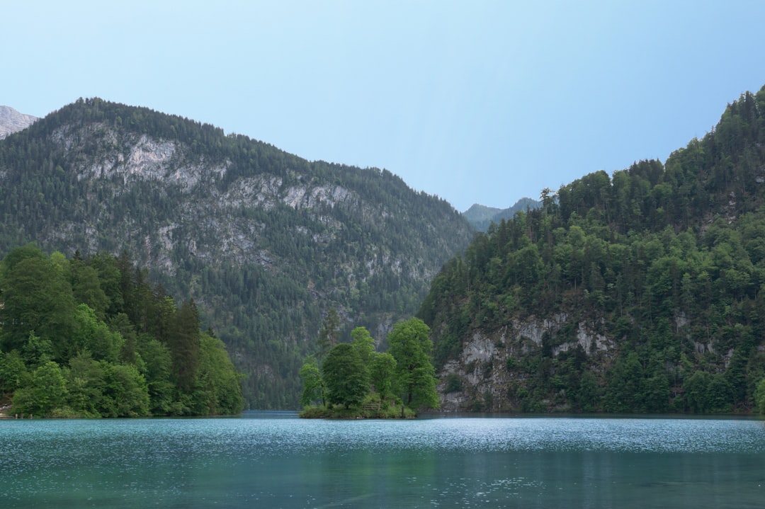 green trees near body of water during daytime