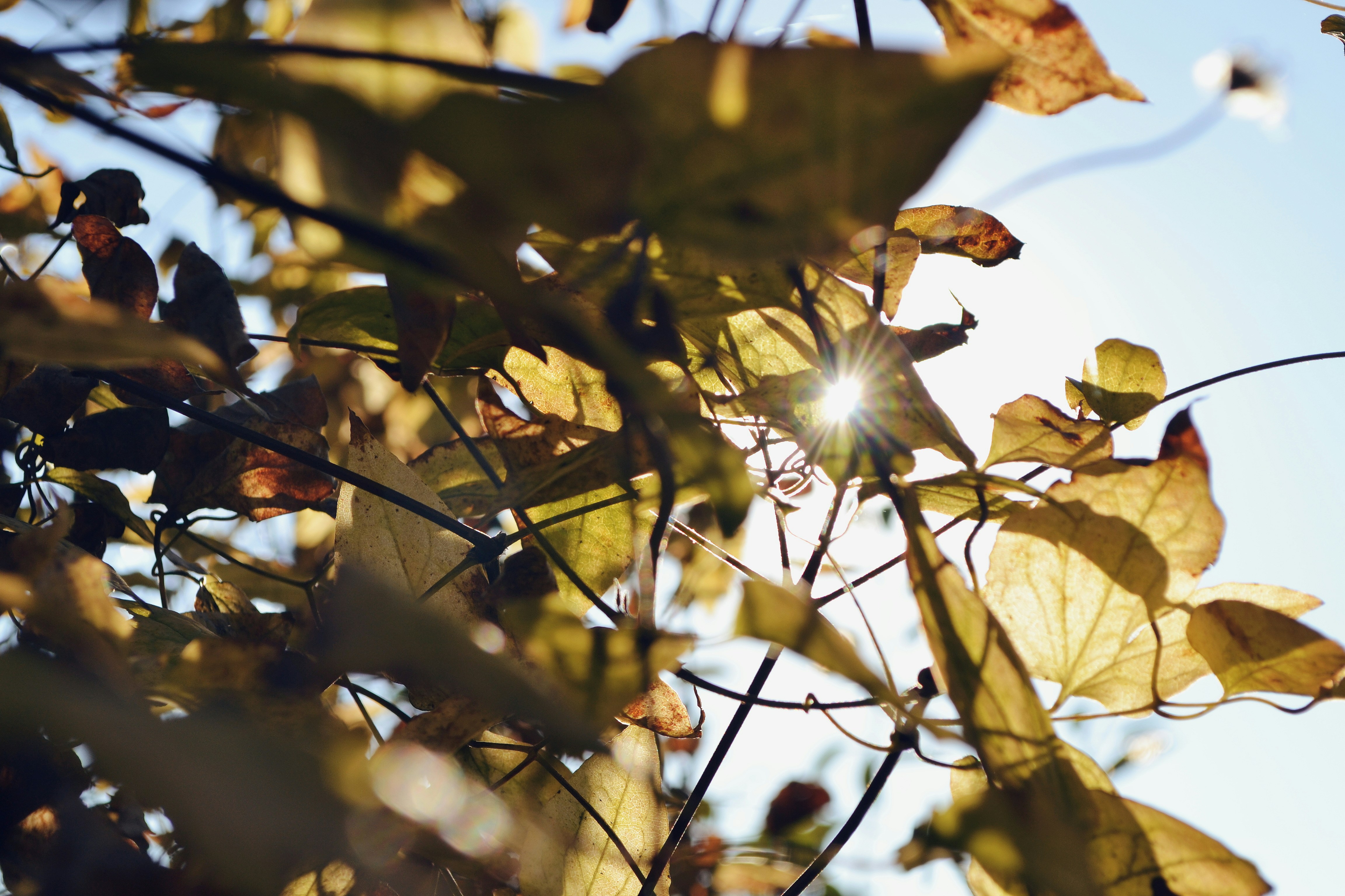 Photo by yuliiabarabash