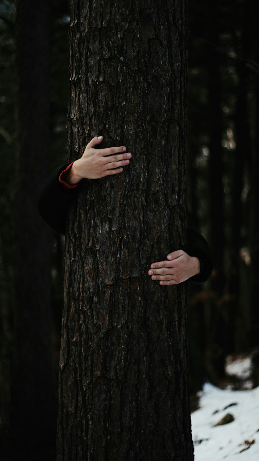person holding brown tree trunk