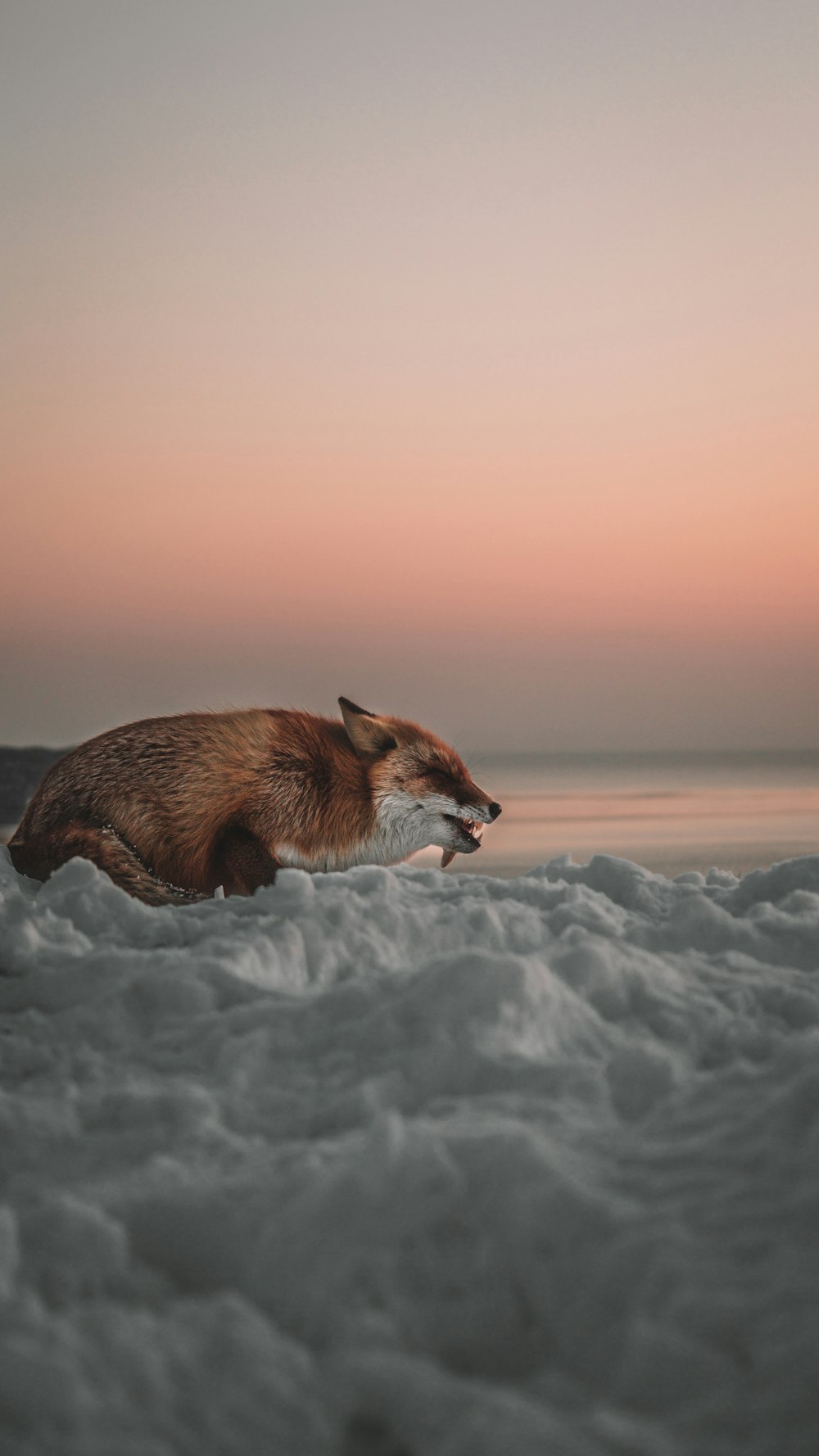 brown and white fox on snow covered ground during daytime