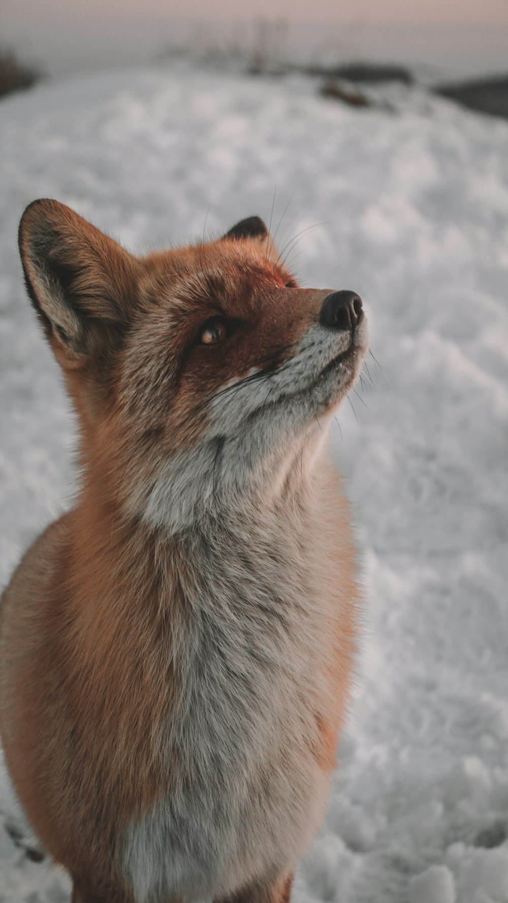 brown fox on snow covered ground during daytime