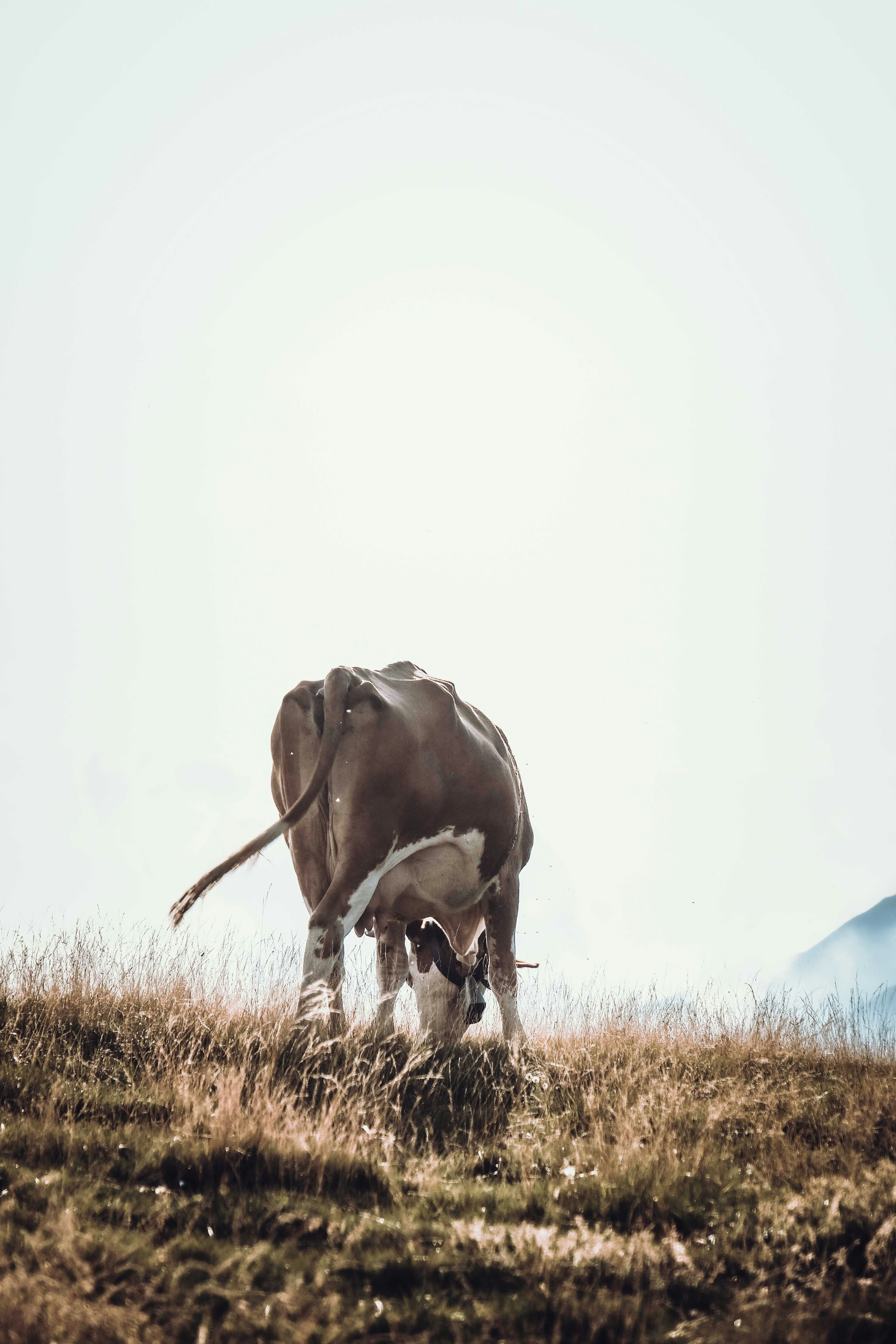 Photo by francesco_ungaro