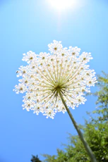 white flower under blue sky during daytime