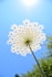 white flower under blue sky during daytime